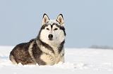 SIBERIAN HUSKY 228